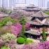 足不出户云赏西安青龙寺樱花，从来没有这样期待过春天！