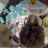 【第一视角观鸟-幸福的一家】玄凤鹦鹉宝宝巴巴猪超级可爱，巴赫妈妈还是个好奇宝宝