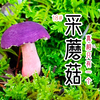 秋天是梦幻紫色系蘑菇的世界~跟泡泡一起学习科学地识别蘑菇吧
