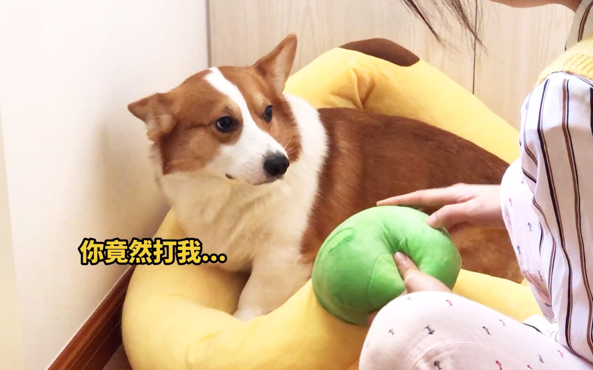 柯基咬窝被主人抓个正着，狗：口感太好了我忍不住【小短腿Duby】