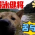 【中华田园犬】阿黄洪水中畅游，背后是怎样的心酸与泪水！