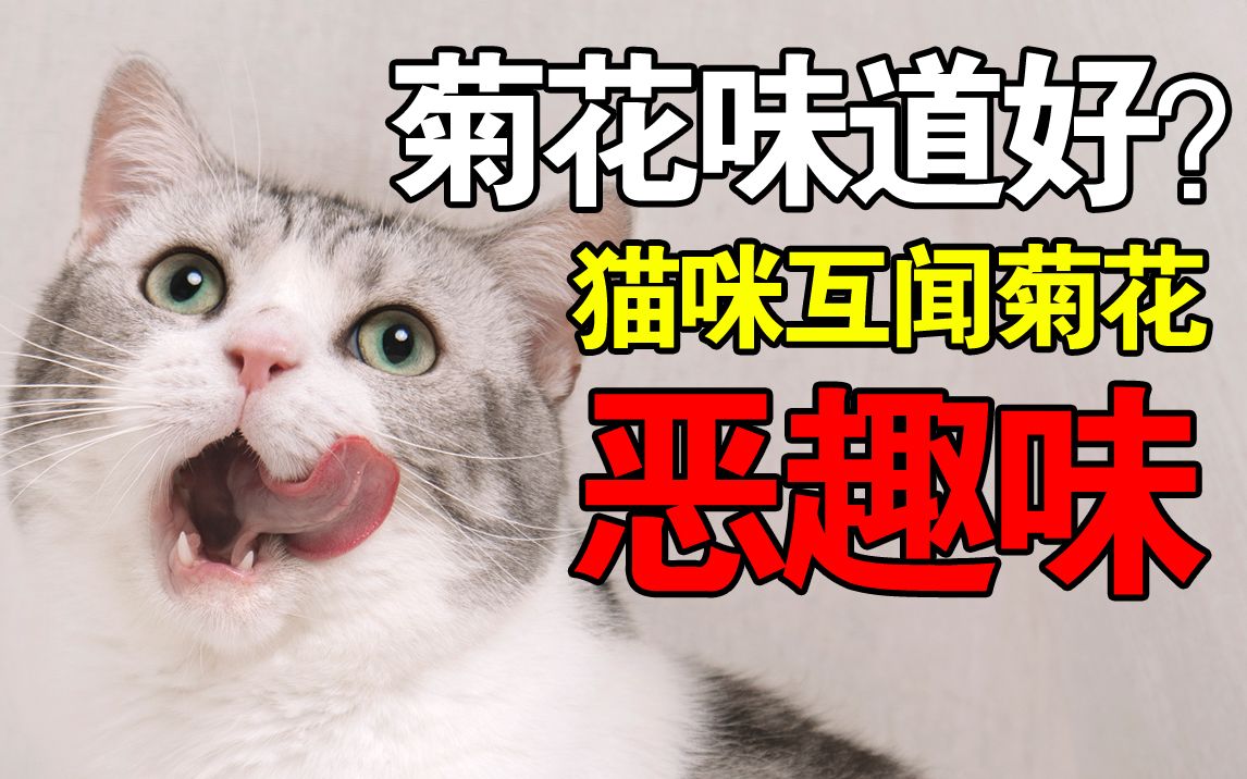 猫咪菊花里,藏着惊人秘密!怪不得一见面就使劲闻【柿子菌】