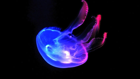 1454b32de4468bd087436adc1c9ce724c5341c3d.png@280w_158h_1c_100q.jpg