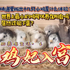 谁说阳台养鸡又臭又脏？那是你没见过这种鸡，它被称作阳台营养师，养在阳台上不仅不臭，而且每天看着还很治愈，不仅如此，每天一个蛋，捡蛋也很开心哦