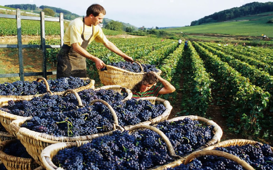 【Noal Farm】如何生产数以百万计的葡萄树?葡萄加工!How to produce millions of vines Grape