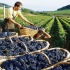 【Noal Farm】如何生产数以百万计的葡萄树？葡萄加工！How to produce millions of vin