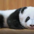 饲养可爱的大熊猫并不是一件容易的事儿，前方大量嘤嘤怪来袭！（国家地理）