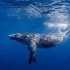 Ocean 音乐治疗舒缓解压冥想海洋鲸叫  失眠的进来试试/投屏倍爽