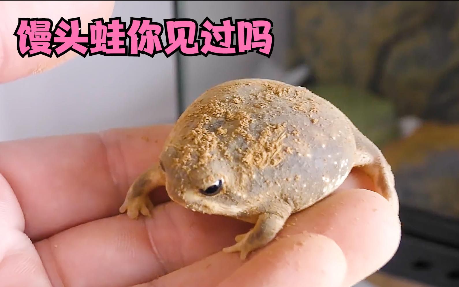沙漠雨蛙俗称馒头蛙，你们见过这种动物嘛