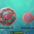 【3D医学动画】生物学：细胞结构