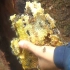 百年古树中发现一窝好大蜂蜜，蜜汁横流，好想吃