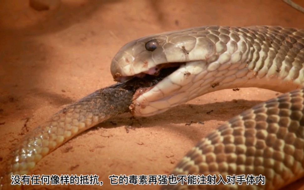 世界第一毒蛇内陆太攀蛇之死