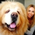 我和中国藏獒的故事，世界上体型最大的狗