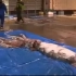 罕见！日本渔民捕获7.6米长巨型鱿鱼