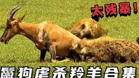 14a3177f435d306a27d0610a77e194a40f7221c7.png@280w_158h_1c_100q.jpg