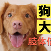 带你科学全面地解读狗狗的肢体语言和情绪信号