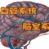 （中英）5、脑血管 脑室 系统 - 神经科学 - 杜克大学