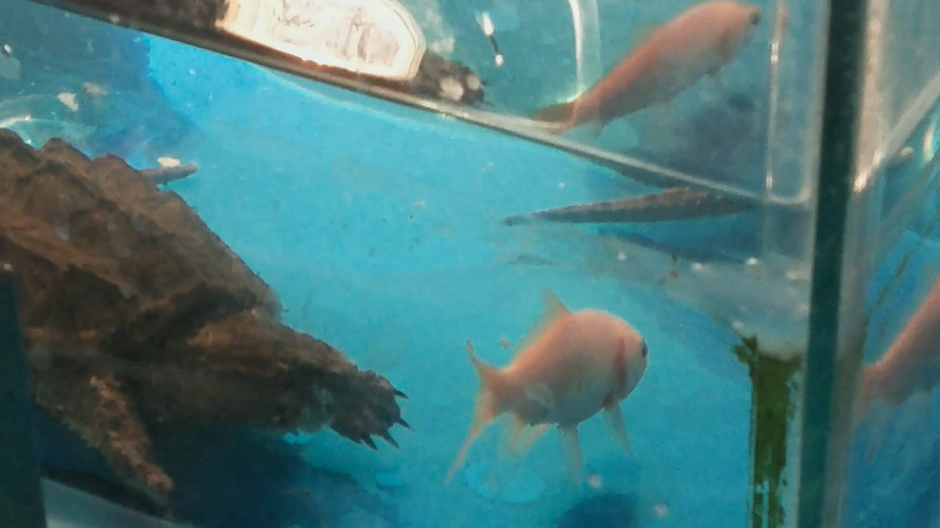 壁纸 动物 海底 海底世界 海洋馆 水族馆 鱼 鱼类 1918_1078