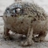 沙漠雨蛙这叫声，无敌了！