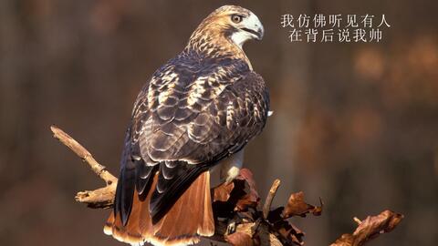 蛇是怎么拉屎和撒尿的 14f75ab04530fa19b88ad9ce56b362a0b6599cf5.jpg@480w_270h_1c