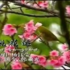 杨钰莹 桃花运 MTV