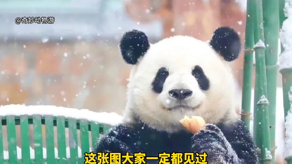 熊猫界徐长卿—萌兰