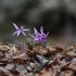 【空镜头】野花紫色花朵枯叶植物野草 素材分享