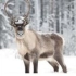 场面壮观！北欧大批驯鹿跟随游牧者迁徙过冬
