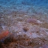 加州半指虾蛄（Hemisquilla californiensis）智斗章鱼