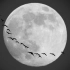 【窗外飞过一只鸟】月光与候鸟（时长6分44秒，3分20秒处可见一队候鸟掠过月面）