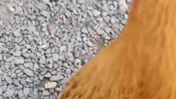 这只鸡怎么这么美呀？