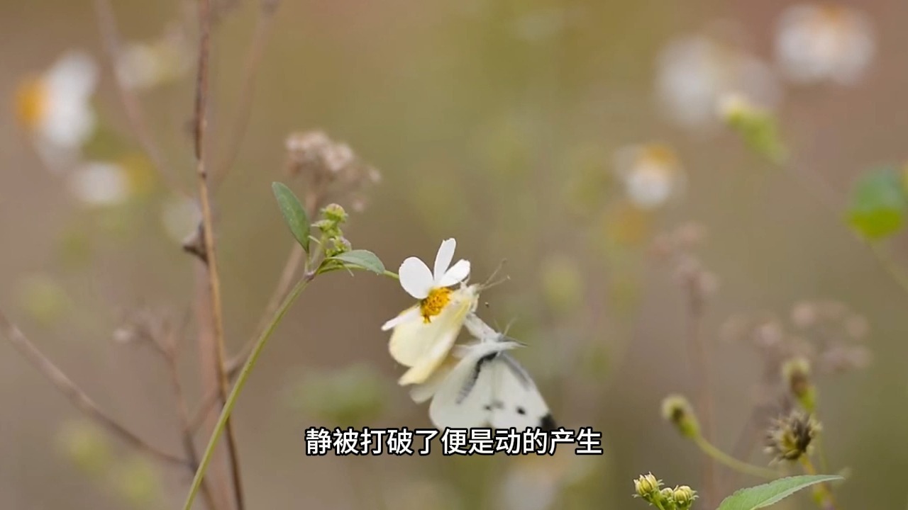 观世音菩萨是如何悟道的？大部分人都没有看到的深层真相！若求真不动，动上有不动！