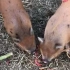 两只小棕猪召唤了一只大白猪，一齐进食