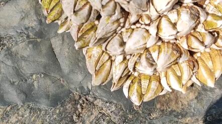 为什么叫佛手螺 1585bd5f6db76ff2892e6f7de742edf2eae1a428.jpg@480w_270h_1c