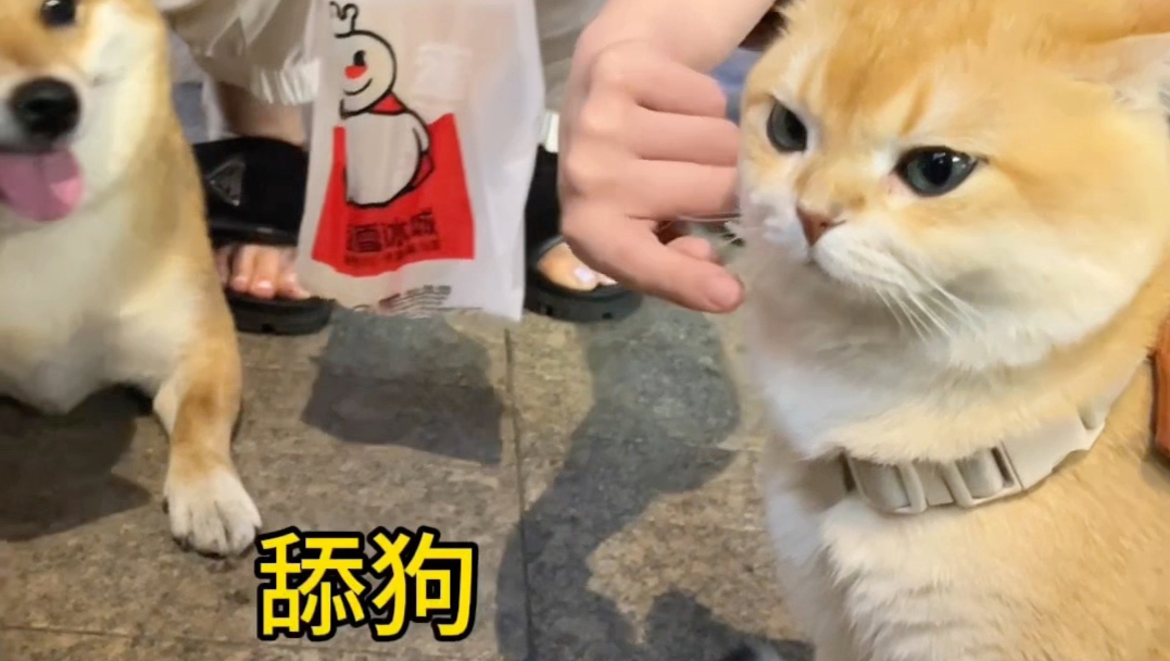 小猫咪手段了得