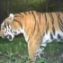 中国野生东北虎豹保护初见成效