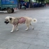 接到市内求助信息，一只流浪狗身体被烫伤掉了一块皮，太可怜了。