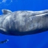 来看看抹香鲸 集体睡觉 的纪录片吧！