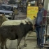 印度神牛的日常生活是怎样的。