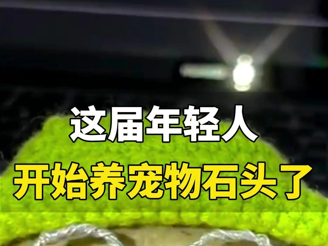 年轻人已经开始养“宠物石头”了,给石头取名字、穿衣打扮、设定MBTI,网友:完全不用操心 主打一个好养活哔哩哔哩bilibili