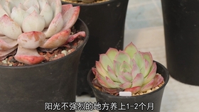 多肉种植教学视频大全 15cdc2a6177a3862b7567fb6ea53ab2768fa5acb.jpg@280w_158h_1c_100q.jpg