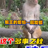 遛猴系列:回旋镖如此之多，在这个多事之秋，猴王该如何破局？憔悴了，瘦了！心疼啊