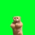 小熊跳舞绿幕