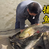 生态放养的鲢鱼一年能长几十斤？今天放水捉鱼一探究竟