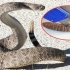 响尾蛇的尾巴怎样发出死亡摇铃声的？