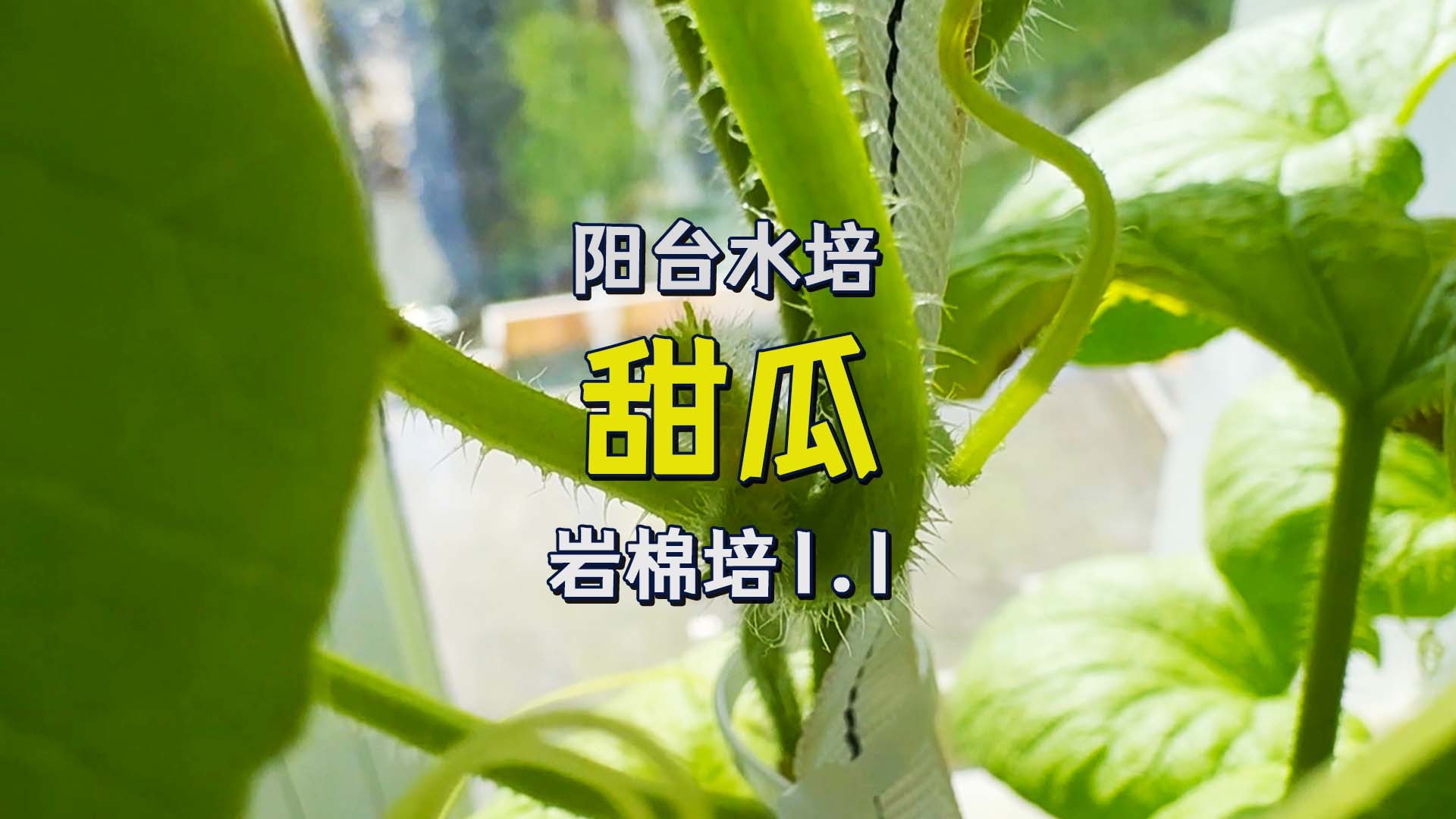 甜瓜：你治了我的病，也要了我的命