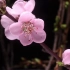 樱花能量的活力和气味  Sakura Blossoms