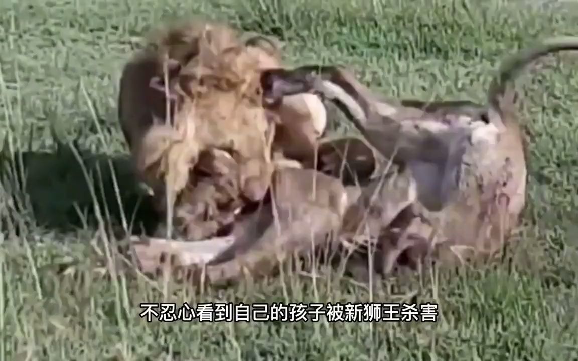 新狮王强行要和母狮交配遭到拒绝，没想竟毫不犹豫的杀死母狮！