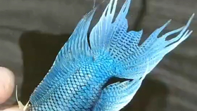 怎么养鱼不换水 1638e3e6dbaeadab530b16011a0fe432736e942a.png@280w_158h_1c_100q.jpg