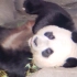 【大熊猫和和】只因小盆友做鬼脸打招呼，躺吃躺睡的大熊猫竟然坐起来模仿小盆友做鬼脸！